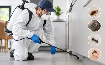 Plagas urbanas: riesgos y control profesional